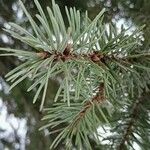 Pseudotsuga menziesii Levél