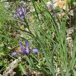 Iris sintenisii Habit