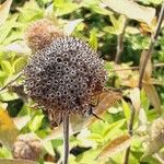 Monarda fistulosa Fruct