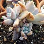 Pachyphytum bracteosum পাতা