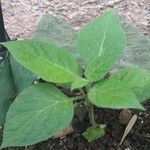 Capsicum pubescens Hoja