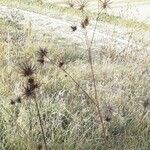 Bidens bipinnata Ffrwyth