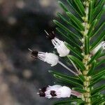 Erica multifloraFlower