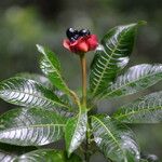 Psychotria elata Blomma