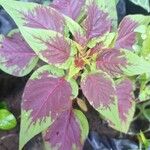 Amaranthus dubius পাতা