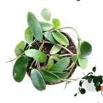 Hoya verticillata