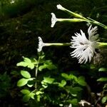 Dianthus spiculifolius Flower