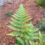 Woodsia ilvensis Fuelha