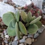 Crassula cotyledonis Hostoa