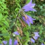 Campanula trachelium花