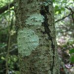 Toxicodendron vernix 形態