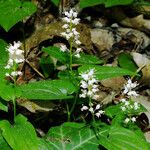 Maianthemum bifolium Облик