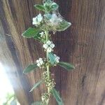 Lippia integrifolia 花
