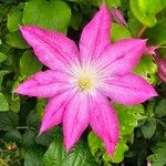 Clematis viticellaFlower