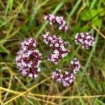 Origanum vulgareFiore