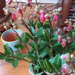 Kalanchoe miniata फूल