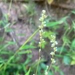 Persicaria punctata Flower