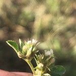 Trifolium scabrum Kukka