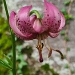 Lilium martagonFlower