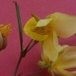 Chamaecrista flexuosa Květ