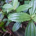 Pilea umbellata Folha