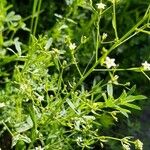 Thesium linophyllon Flower