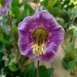 Cobaea scandens Fleur