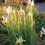 Iris orientalis موطن