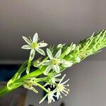 Albuca bracteata Λουλούδι