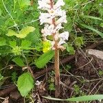 Orobanche crenataЦвят