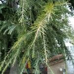 Cedrus deodara Leht