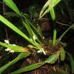 Maxillaria alba ഇല