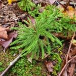 Lycopodium dendroideum Blatt