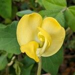 Vigna lasiocarpa Çiçek