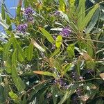 Hardenbergia comptoniana Flower