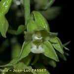 Epipactis phyllanthes Kvet