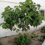 Ficus carica برگ