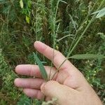 Atriplex patula Blatt