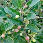 Ficus coronata Fruit