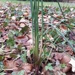 Allium trifoliatum Lapas