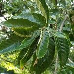 Castanea mollissima Blatt