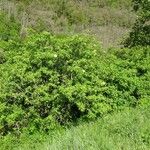 Sambucus nigra Συνήθη χαρακτηριστικά