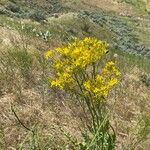 Crepis acuminata Hostoa