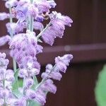 Salvia yangii 花