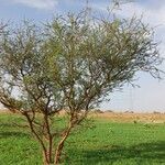 Vachellia tortilis Hábito