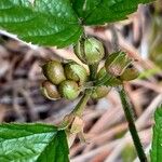 Rubus saxatilis 果實