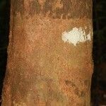 Macoubea guianensis Кора