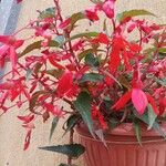 Begonia pendula Květ