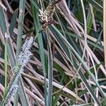 Carex acutiformis Květ