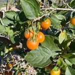 Lycianthes rantonnetii Fruit